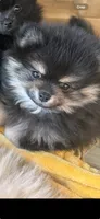 Charlie , a male Pomeranian for sale in Mesa, AZ – 1 of 6
