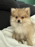 Benny ✨ Cream Sable Teddy Bear Pomeranian Male, a male Pomeranian for sale in Mesa, AZ – 6 of 9