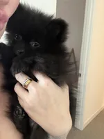Peanut 💙 Tiny 1 lb Black Teddy Bear Pomeranian Male, a male Pomeranian for sale in Mesa, AZ – 5 of 10