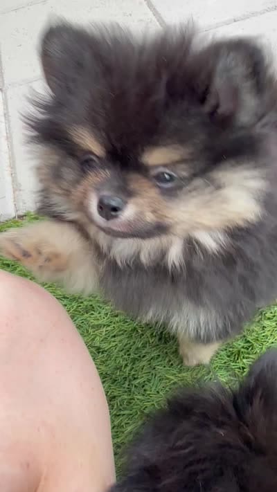 Charlie , a male Pomeranian for sale in Mesa, AZ – 6 of 6