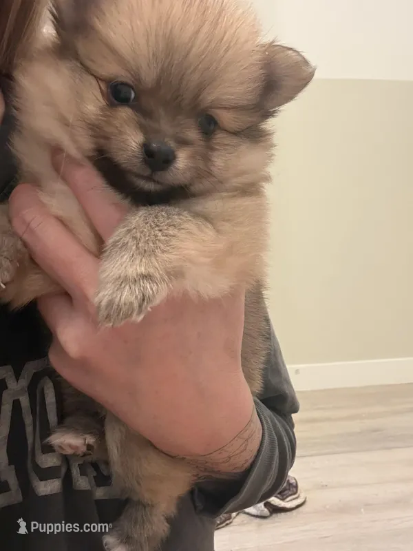 Puppy 3  – Pomeranian puppy for sale in Mesa, AZ