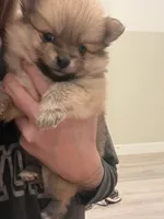 Puppy 3 , a male Pomeranian for sale in Mesa, AZ – 1 of 4