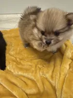 Puppy 3 , a male Pomeranian for sale in Mesa, AZ – 2 of 4