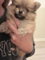 Puppy 3 , a male Pomeranian for sale in Mesa, AZ – 3 of 4