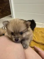 Puppy 3 , a male Pomeranian for sale in Mesa, AZ – 4 of 4