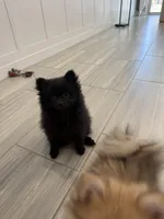 🧸 Black Teddy Bear Pomeranian Male | Sweet & Loving, a male Pomeranian for sale in Mesa, AZ – 6 of 10
