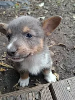 Cinder, a male Pembroke Welsh Corgi for sale in Mc Louth, KS – 3 of 9