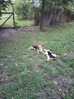 Millie, a female Pembroke Welsh Corgi for sale in Mc Louth, KS – 6 of 9