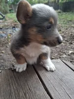 Cinder, a male Pembroke Welsh Corgi for sale in Mc Louth, KS – 6 of 9