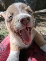 Whiskey, a male Pembroke Welsh Corgi for sale in Mc Louth, KS – 5 of 7