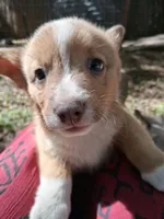 Whiskey, a male Pembroke Welsh Corgi for sale in Mc Louth, KS – 3 of 7