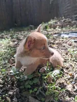Whiskey, a male Pembroke Welsh Corgi for sale in Mc Louth, KS – 6 of 7