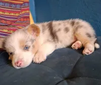 Ivan the Chubster, a male Pembroke Welsh Corgi for sale in Mc Louth, KS – 8 of 9