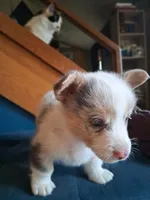 Ivan the Chubster, a male Pembroke Welsh Corgi for sale in Mc Louth, KS – 6 of 9