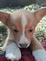 Whiskey, a male Pembroke Welsh Corgi for sale in Mc Louth, KS – 4 of 7