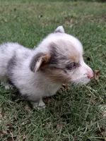 Ivan the Chubster, a male Pembroke Welsh Corgi for sale in Mc Louth, KS – 2 of 9