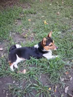 Millie, a female Pembroke Welsh Corgi for sale in Mc Louth, KS – 5 of 9