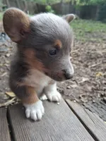 Cinder, a male Pembroke Welsh Corgi for sale in Mc Louth, KS – 5 of 9