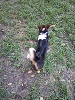 Millie, a female Pembroke Welsh Corgi for sale in Mc Louth, KS – 3 of 9