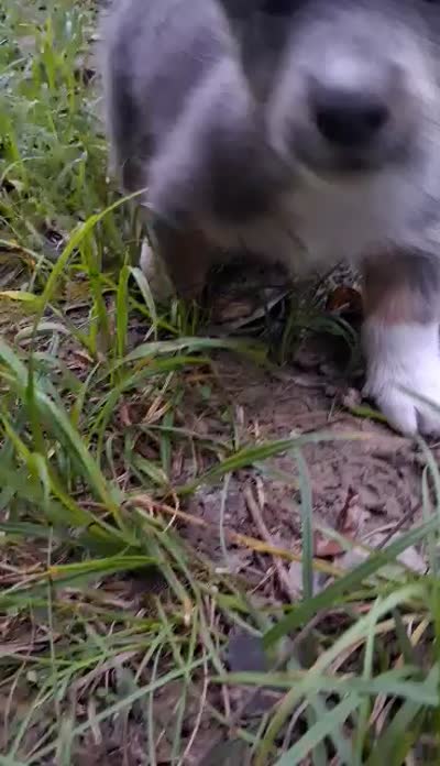 Cinder, a male Pembroke Welsh Corgi for sale in Mc Louth, KS – 4 of 9