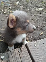 Cinder, a male Pembroke Welsh Corgi for sale in Mc Louth, KS – 9 of 9