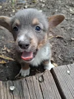 Cinder, a male Pembroke Welsh Corgi for sale in Mc Louth, KS – 8 of 9