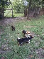 Millie, a female Pembroke Welsh Corgi for sale in Mc Louth, KS – 7 of 9