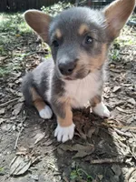 Cinder, a male Pembroke Welsh Corgi for sale in Mc Louth, KS – 2 of 9
