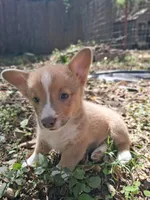 Whiskey, a male Pembroke Welsh Corgi for sale in Mc Louth, KS – 1 of 7