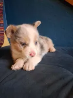 Ivan the Chubster, a male Pembroke Welsh Corgi for sale in Mc Louth, KS – 7 of 9