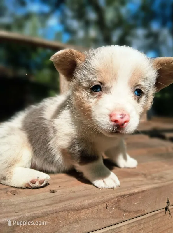 Ivan the Chubster – Pembroke Welsh Corgi puppy for sale in Mc Louth, KS