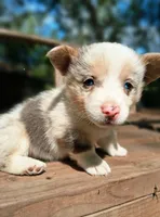 Ivan the Chubster, a male Pembroke Welsh Corgi for sale in Mc Louth, KS – 1 of 9