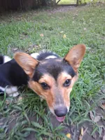 Millie, a female Pembroke Welsh Corgi for sale in Mc Louth, KS – 8 of 9