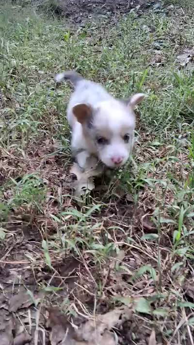 Ivan the Chubster, a male Pembroke Welsh Corgi for sale in Mc Louth, KS – 9 of 9