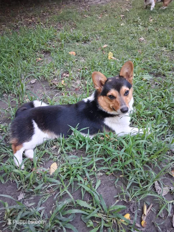 Millie – Pembroke Welsh Corgi puppy for sale in Mc Louth, KS