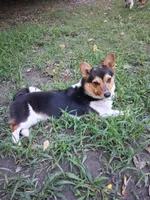 Millie, a female Pembroke Welsh Corgi for sale in Mc Louth, KS – 1 of 9