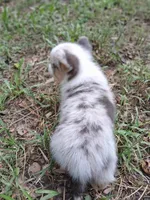 Ivan the Chubster, a male Pembroke Welsh Corgi for sale in Mc Louth, KS – 5 of 9