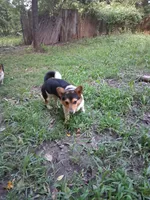 Millie, a female Pembroke Welsh Corgi for sale in Mc Louth, KS – 2 of 9