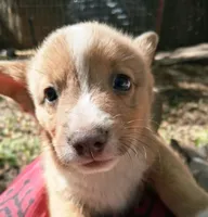 Whiskey, a male Pembroke Welsh Corgi for sale in Mc Louth, KS – 2 of 7