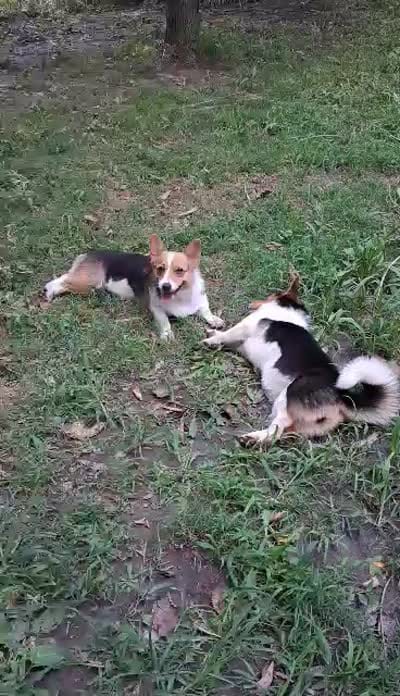 Millie, a female Pembroke Welsh Corgi for sale in Mc Louth, KS – 9 of 9