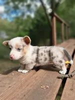 Ivan the Chubster, a male Pembroke Welsh Corgi for sale in Mc Louth, KS – 3 of 9