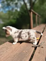 Ivan the Chubster, a male Pembroke Welsh Corgi for sale in Mc Louth, KS – 4 of 9