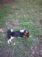 Millie, a female Pembroke Welsh Corgi for sale in Mc Louth, KS – 4 of 9