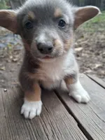 Cinder, a male Pembroke Welsh Corgi for sale in Mc Louth, KS – 7 of 9