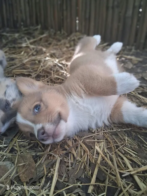 Whiskey – Pembroke Welsh Corgi puppy for sale in Mc Louth, KS