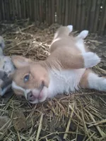 Whiskey, a male Pembroke Welsh Corgi for sale in Mc Louth, KS – 7 of 7