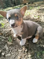 Cinder, a male Pembroke Welsh Corgi for sale in Mc Louth, KS – 1 of 9