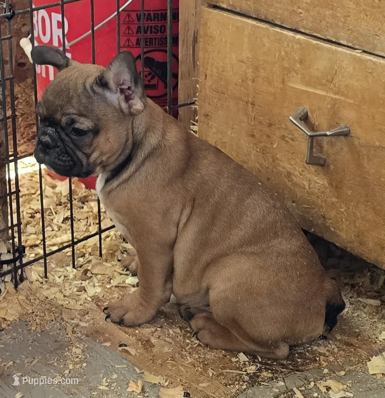 Jack – Boston Terrier, French Bulldog puppy for sale in Tucumcari, NM