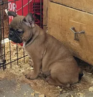 Jack, a male Boston Terrier and French Bulldog for sale in Tucumcari, NM – 1 of 6