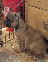 Jack, a male Boston Terrier and French Bulldog for sale in Tucumcari, NM – 6 of 6